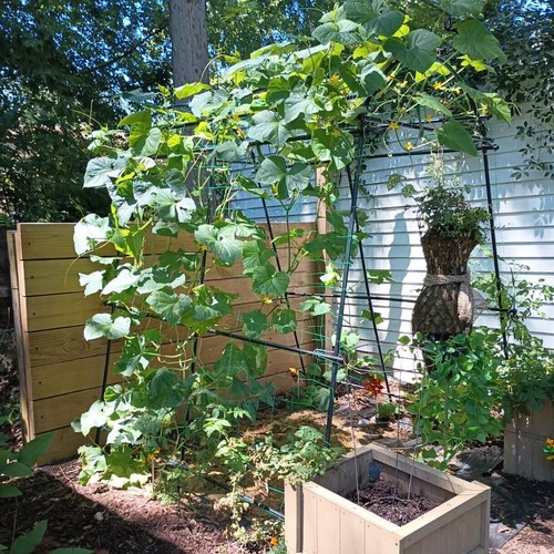 Extra tall garden - ft, arch